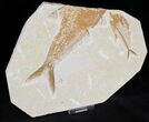 Bargain Multiple Diplomystus Fossil Fish Plate - x #21447-1